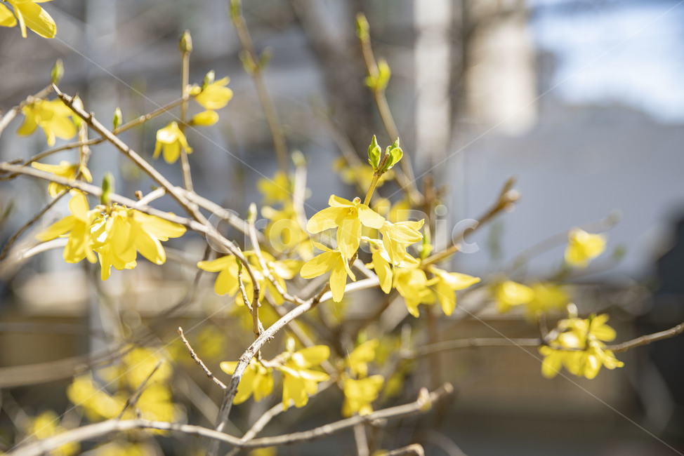 개나리,봄꽃,꽃,꽃나무,노랑,노란꽃,plant,식물,식물,자연,plants,nature,꽃,flower