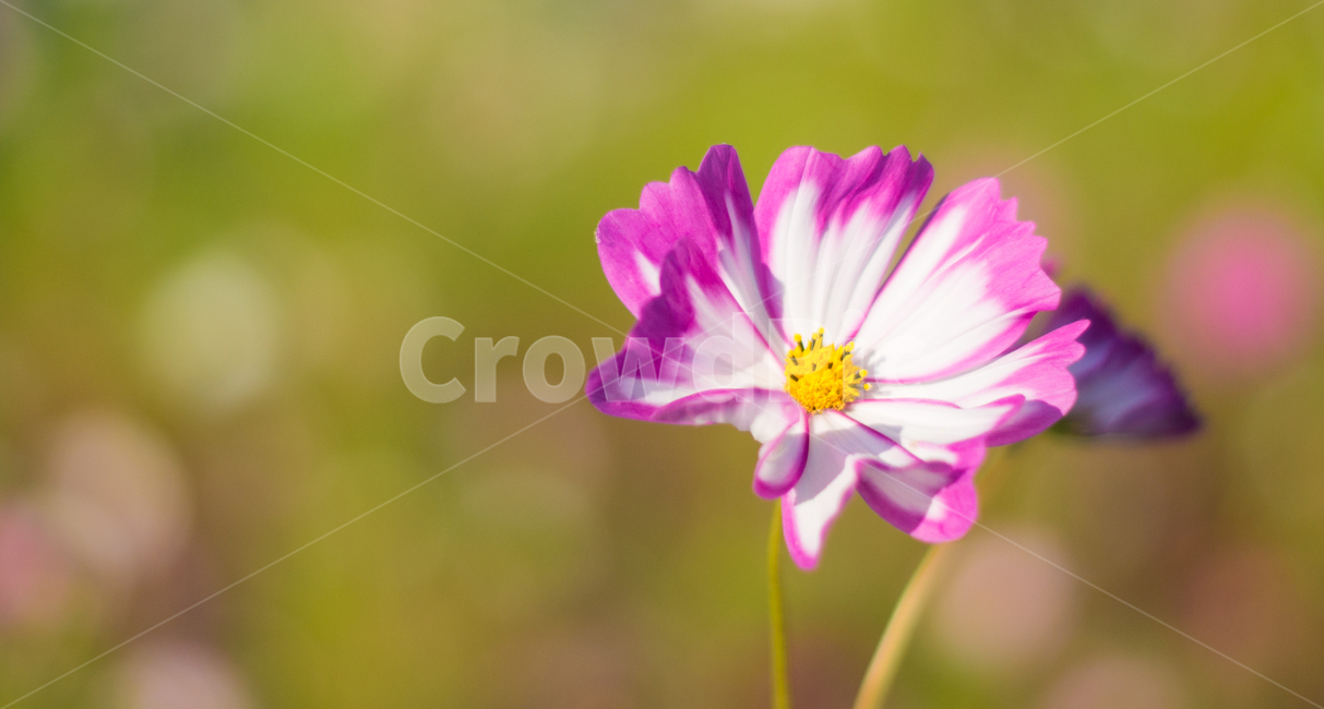 꽃,식물,자연,야생화,들꽃,plant,blossom,flower,flowers,nature,코스모스,가을,필름사진,cosmos,fall,식물,자연,plants,nature,꽃,flower