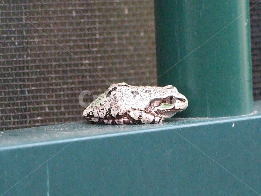 청개구리,보호색,동물,양서류,휴식,동물,animal,파충류,양서류,reptile,amphibian