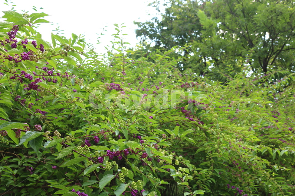 나무,식물,좀작살나무,열매,자연,좀작살나무열매,식물,자연,plants,nature,과일,열매,fruit