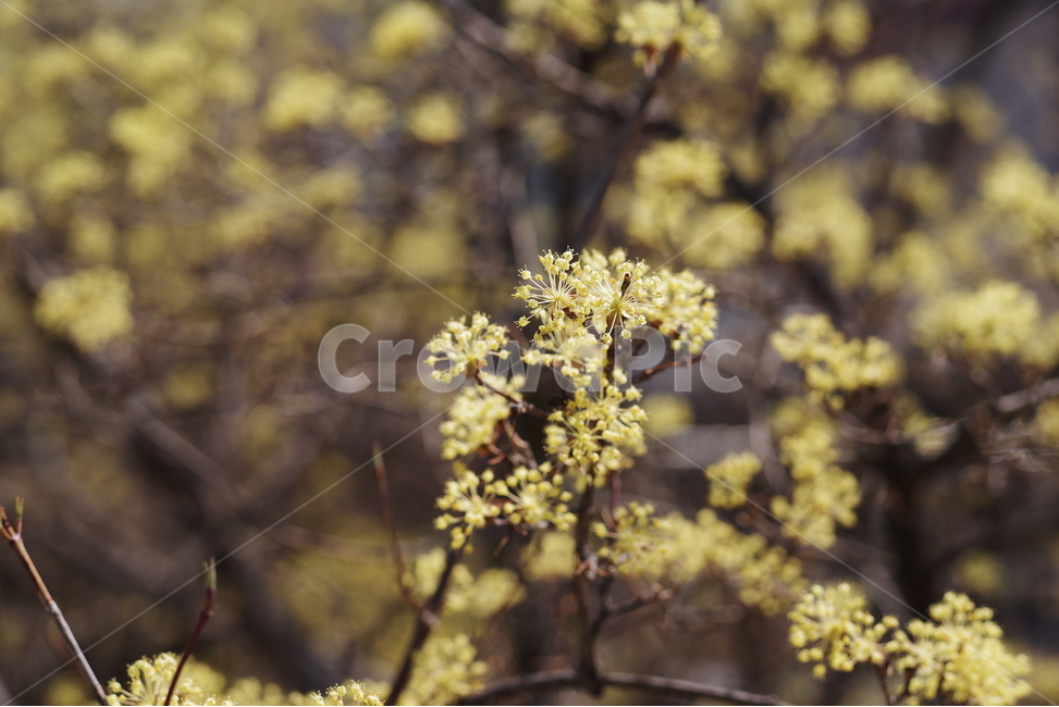 꽃,봄꽃,식물,봄,계절,자연,배경화면,바탕화면,봄,계절,spring,season,식물,자연,plants,nature,꽃,flower,plant