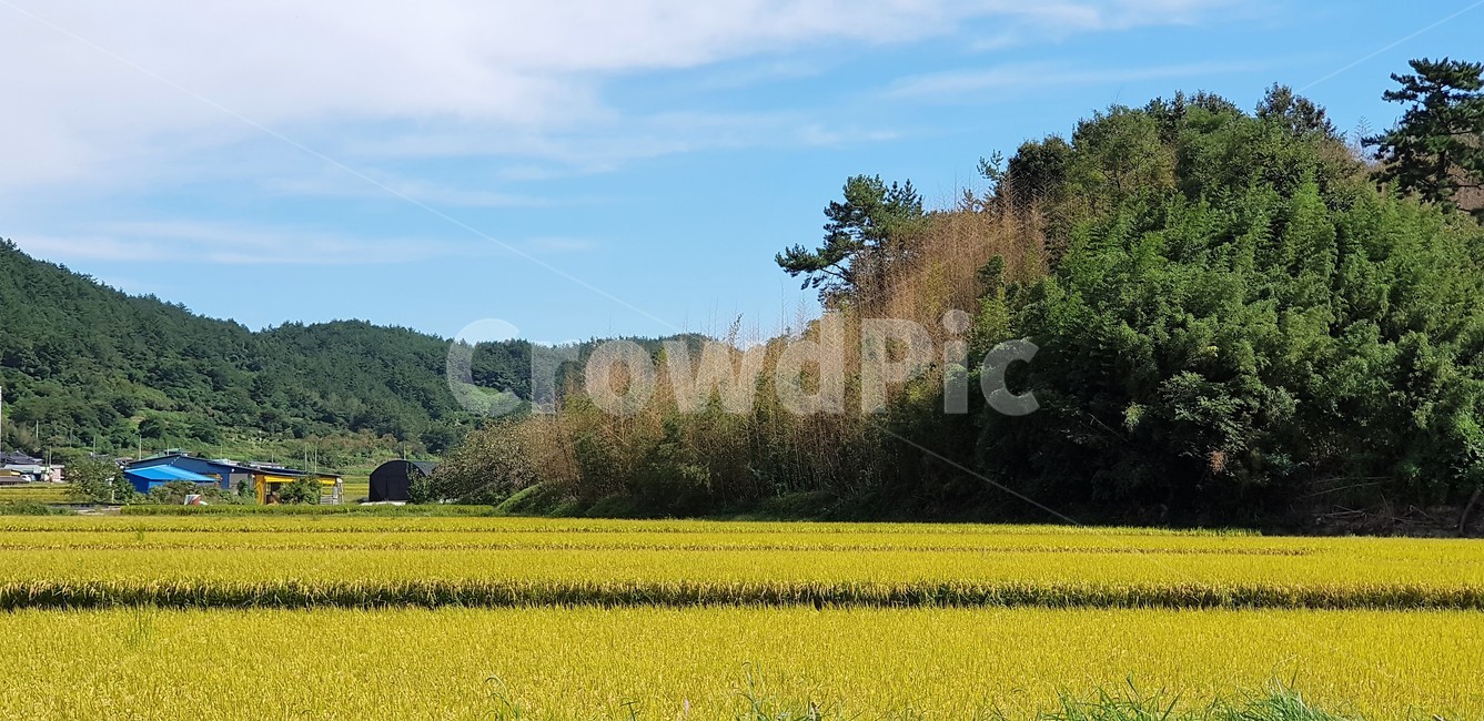 가을,들판,벼,시골풍경,단풍,하늘,구름,자연,풍경,곡식,가을,계절,fall,autumn,season,자연,풍경,nature,landscape,outdoors,옥외,grassland,목초지,field,들,meadow,rural,농촌,farm,농장