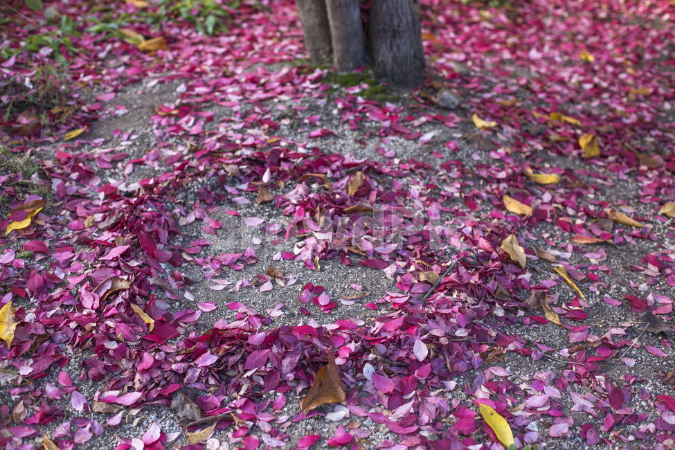 낙엽,하트,낙엽하트,하트낙엽,하트모양,핑크,핑크낙엽,모양,나무,단풍,분홍색,꽃,flower,감정표현,기분,feeling,emotion