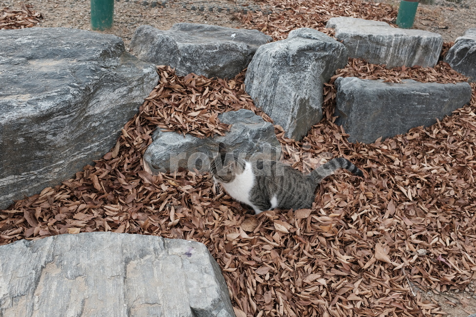 길고양이,용변,길냥이,낙엽,고양이,가을,계절,fall,autumn,season,동물,animal,포유류,mammal,고양이,cat,kitten,kitty,rock,록