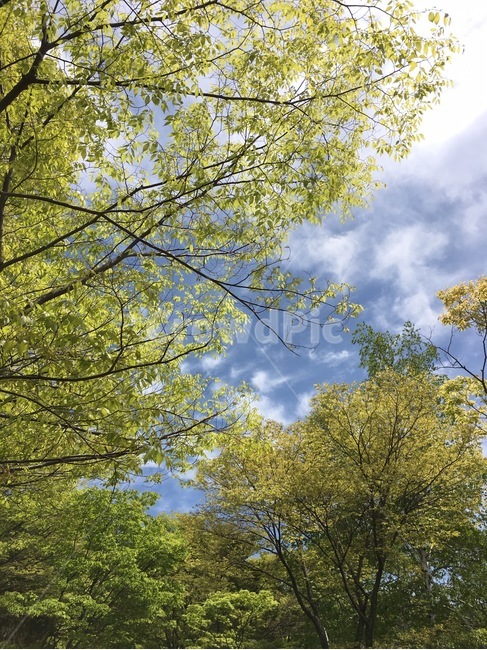 나무,하늘,구름,자연,tree,cloud,풍경