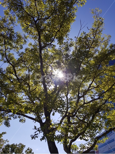 햇살,햇볕,가을하늘,하늘,자연,나무,trees,wood