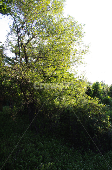 자연,nature,식물,plant,나무,초록,자연,풍경,nature,landscape,tree