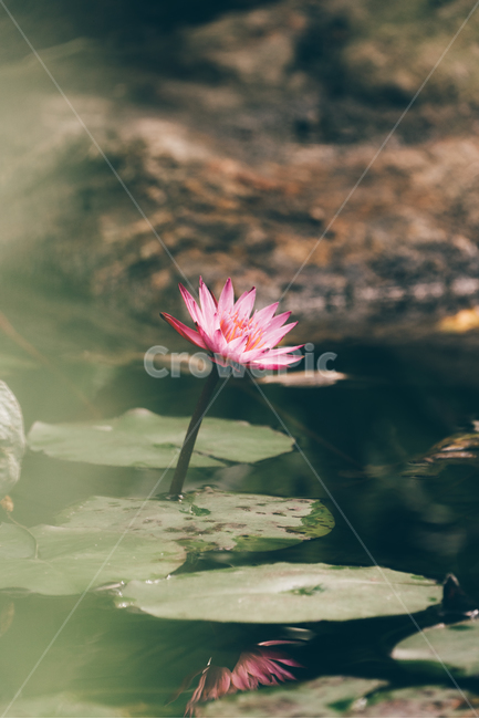 꽃,봄꽃,flower,연꽃,plants,핑크색,식물,자연,plants,nature,꽃,flower
