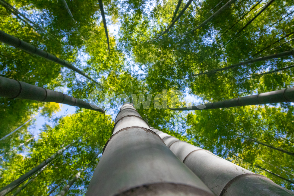 대나무,숲,대나무숲,대숲,돌탑,자연,풍경,nature,landscape,plant,식물