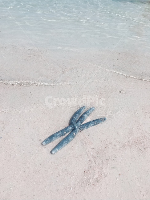 바다,해변,불가사리,모래사장,백사장,해변,바다,beach,sea