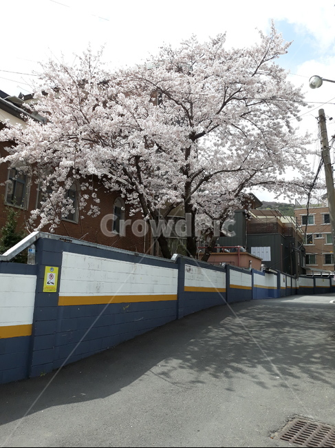 벚꽃,벚꽃나무,나무,꽃,벚꽃풍경