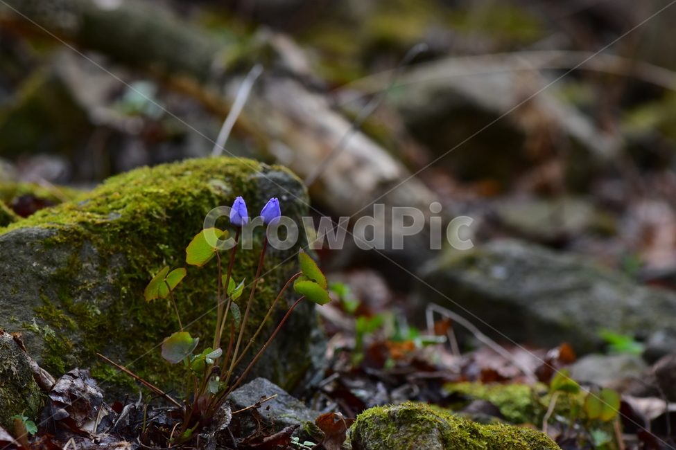 깽깽이풀,야생화,봄,꽃,풀꽃,자연,식물,식생,plants,nature,spring,season,flower