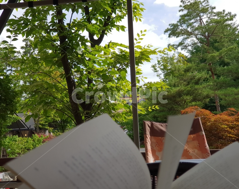 독서,힐링,캠프,여름,자연,식물,자연,plants,nature,나무,trees,wood