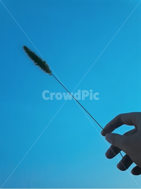 강아지풀,손,손가락,풀,하늘,감성,식물,푸른,파란,배경화면,hand,finger,grass,자연,nature,sky,blue,plants,식물,자연,plants,nature