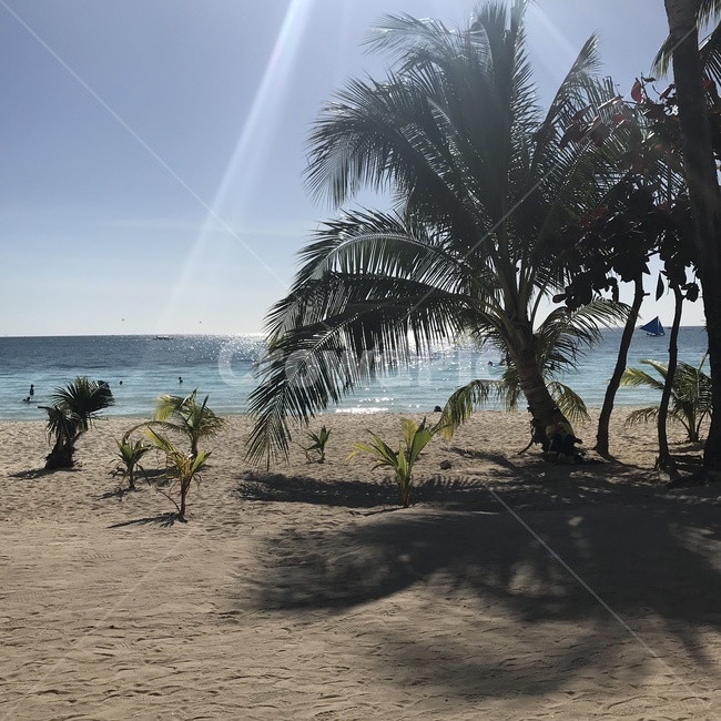 야자수,나무,모래사장,비치,해변,바다,빛,자연,풍경,nature,landscape,해변,바다,beach,sea,summer,여름
