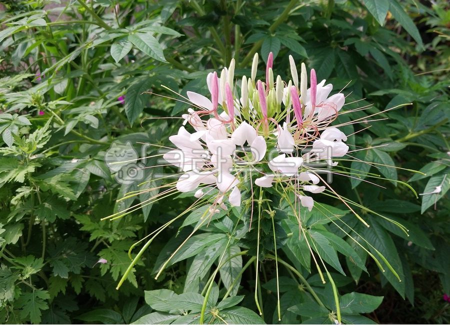 풍접초,족두리꽃,꽃,꽃잎,flower,leaf,spiderplant,petal,tarenayahassleriana,spiderflower,배경화면