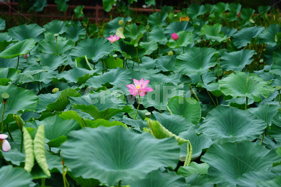 flower,plant,식물,blossom,pondlily,연꽃,연못백합,lily,꽃,식물,자연,plants,nature