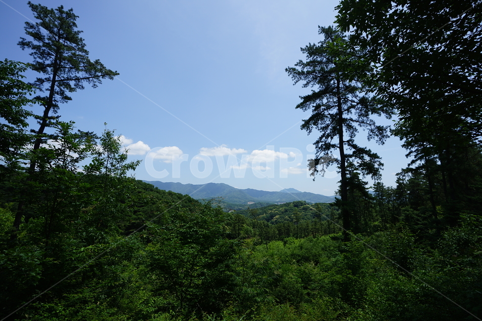 숲,자연,풍경,풍경사진,하늘,그린,계절,산책,산,나무,자연,풍경,nature,landscape,outdoors,옥외,tree,plant,식물