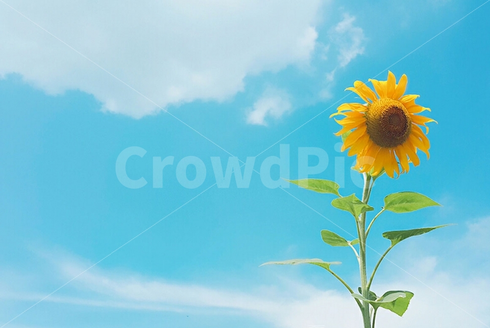 하늘,자연,해바라기,식물,꽃,여름,기억,추억,여행,sky,nature,plants,flower,memory,travel,여름,계절,summer,season,식물,자연,plants,nature,꽃,flower,감성,sensible,feeling,plant,sunflower,blossom