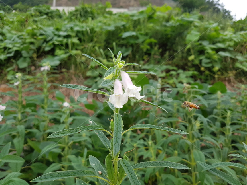 참깨,여름꽃,식물,꿀벌,곤충,밭작물,식용작물,식물,자연,plants,nature,꽃,flower