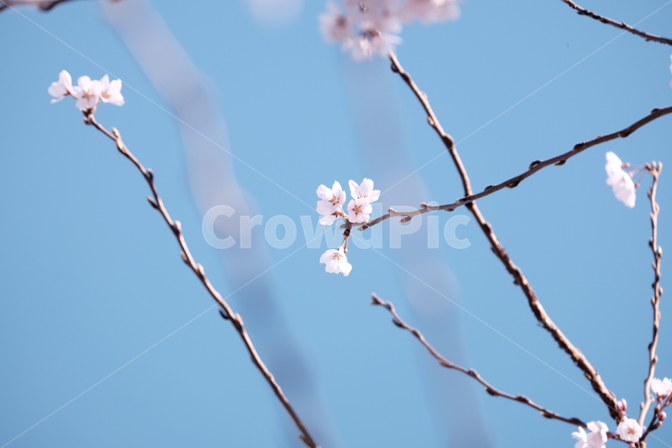 벚꽃,봄꽃,cherryblossom,분홍색꽃,하늘,꽃과하늘,봄하늘,봄,계절,spring,season,식물,자연,plants,nature,꽃,flower,plant