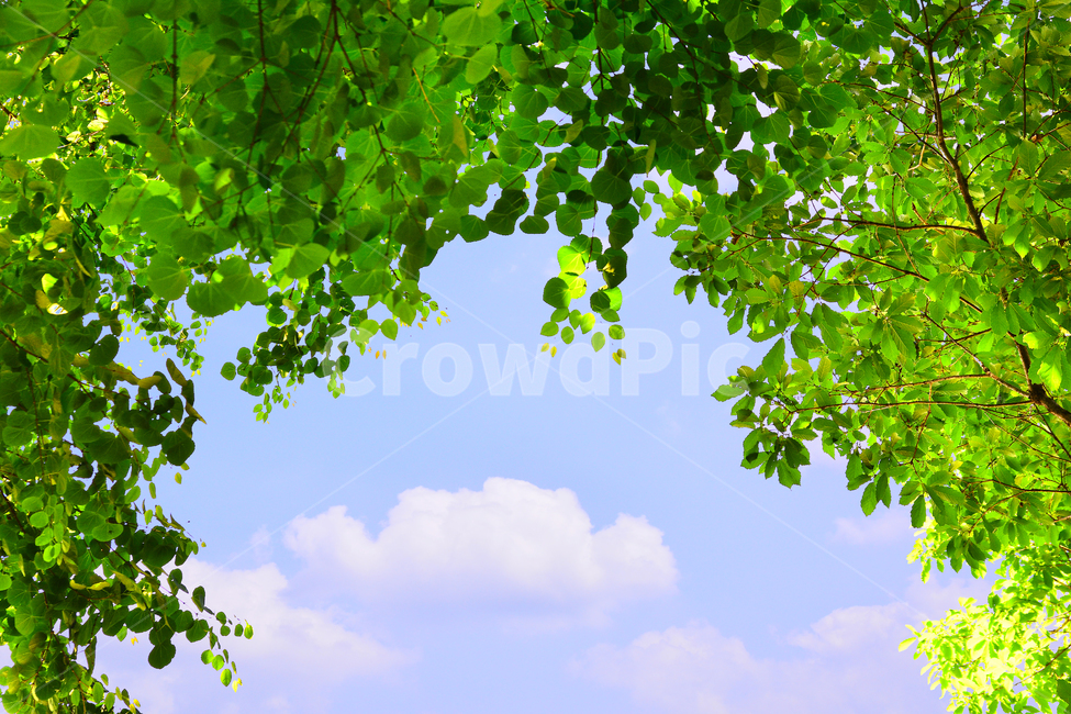 숲,녹색,힐링,그린,초록,healing,green,forest,plant,leaves,5월,6월,풍경,자연,엽록소,산소,울창한,그늘,나뭇잎,잎새,나무,줄기,싱그러운,청정,공기,에어,air,clean,무공해,햇살,햇빛,활엽수,숲속,하늘,구름,청명,맑은날,식물,자연,plants,nature