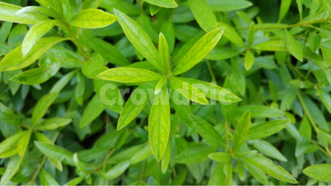 녹색,자연,배경,초록,신선함,식물,자연,plants,nature