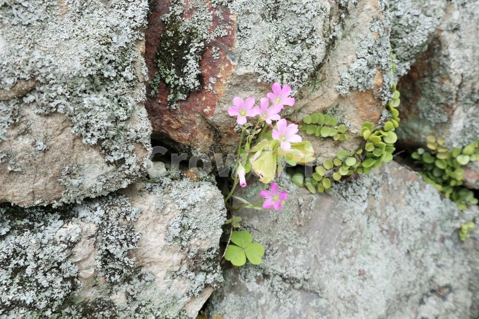 돌담,꽃,들꽃,이끼,돌,flower,식물,식물,자연,plants,nature,꽃,flower