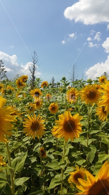 해바라기,꽃,하늘,가을,구름,자연,풍경,nature,landscape,식물,plants,꽃,flower,plant,blossom,sunflower
