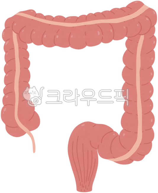 소화기관,인체해부도,인체해부학,장기,신체기관,인체,사람장기,해부학,대장,오장육부,사람장기그림,사람장기일러스트,사람장기모형,대장그림,대장일러스트