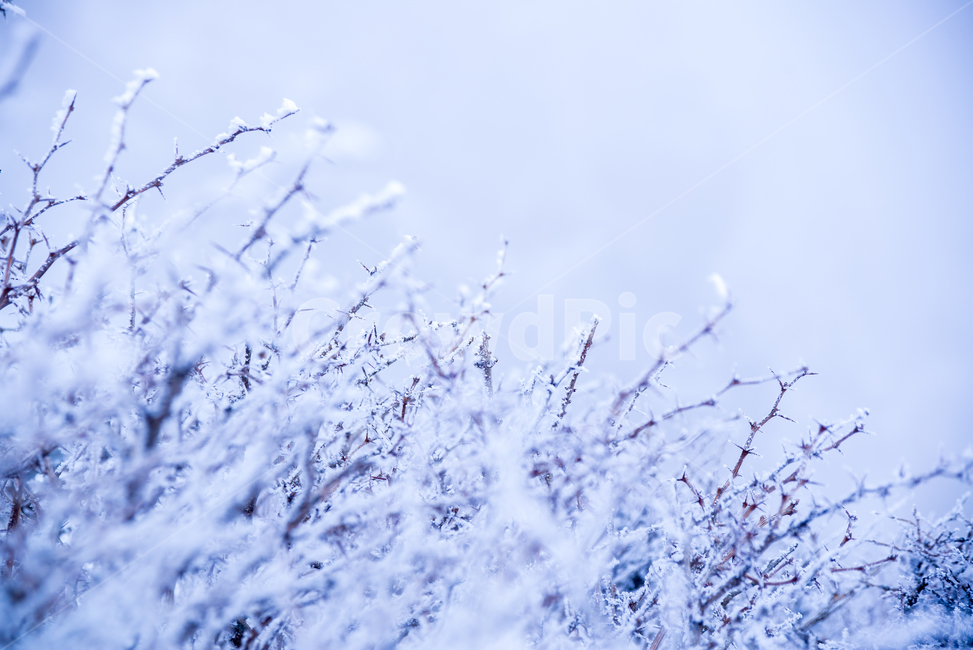 눈,눈보라,백설,snow,제주도,한라산,영실코스,풍경,설경,흰눈,겨울,winter