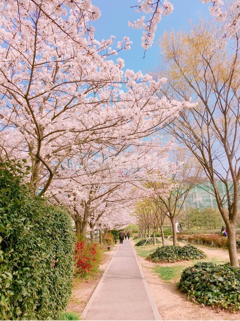 벗꽃,꽃길,꽃,이쁜,나무,한적한