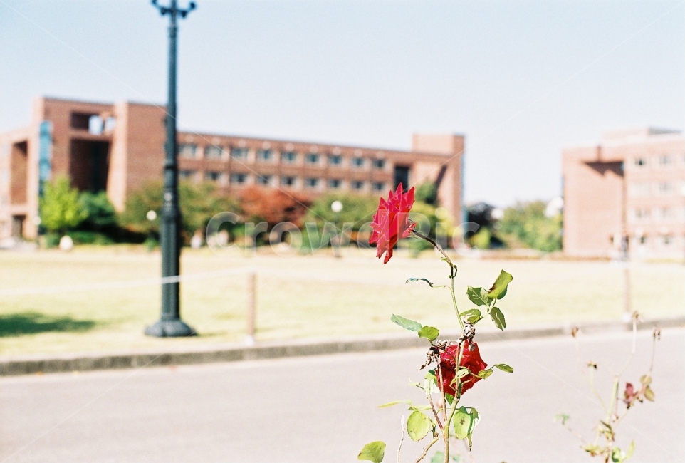붉은장미,꽃,빨간장미,장미한송이,홍일점,열정,식물,자연,plants,nature,꽃,flower,감성,sensible,feeling