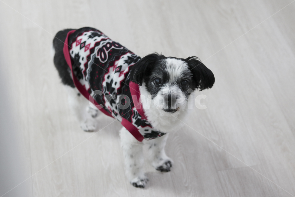 애완동물,pet,동물,animal,개,dog,포유류,강아지,반려견,동물,animal,포유류,mammal,개,강아지,dog,doggy
