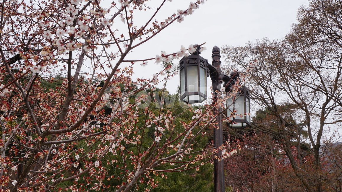 벚꽃,가로등,나무,풍경,산,봄
