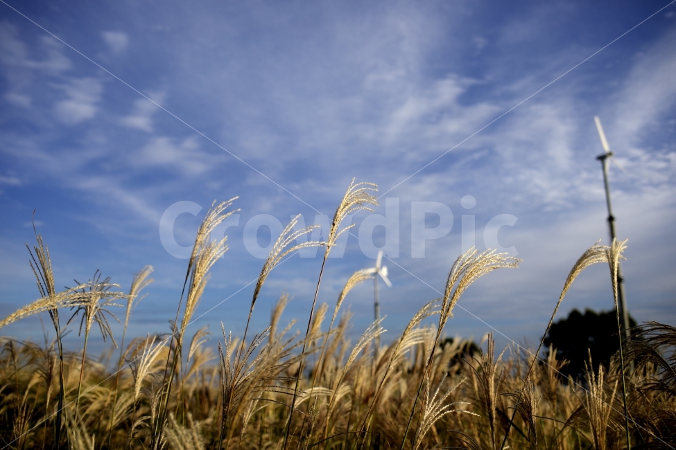 억새,하늘공원,하늘,가을,감성,가을,계절,fall,autumn,season,자연,풍경,nature,landscape,한국자연풍경,한국자연경관,korea nature landscape,grass,잔디,plant,식물