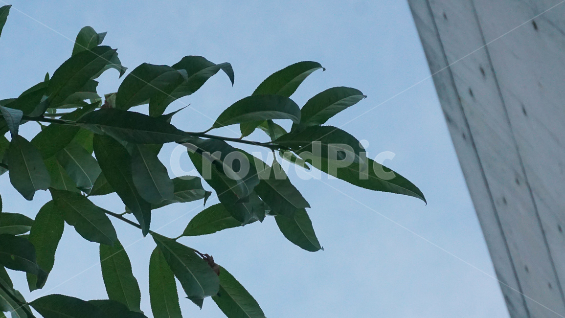 나무,잎,하늘,분위기,tree,leaves,sky,mood,plant,식물,자연,plants,nature