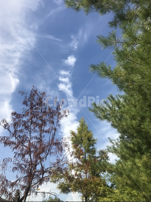 하늘,구름,나무,여름,봄,자연,풍경,nature,landscape,tree,plant,식물