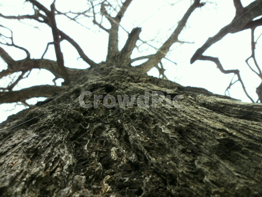 tree,나무,plant,식물,treetrunk,나무줄기,나무,trees,wood