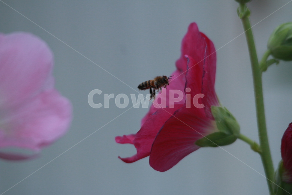 우중출사,휴식,접시꽃,물방울,꿀벌,풍요,장마,소강상태,식물,자연,plants,nature,꽃,flower,동물,animal,곤충,벌레,insect,bug