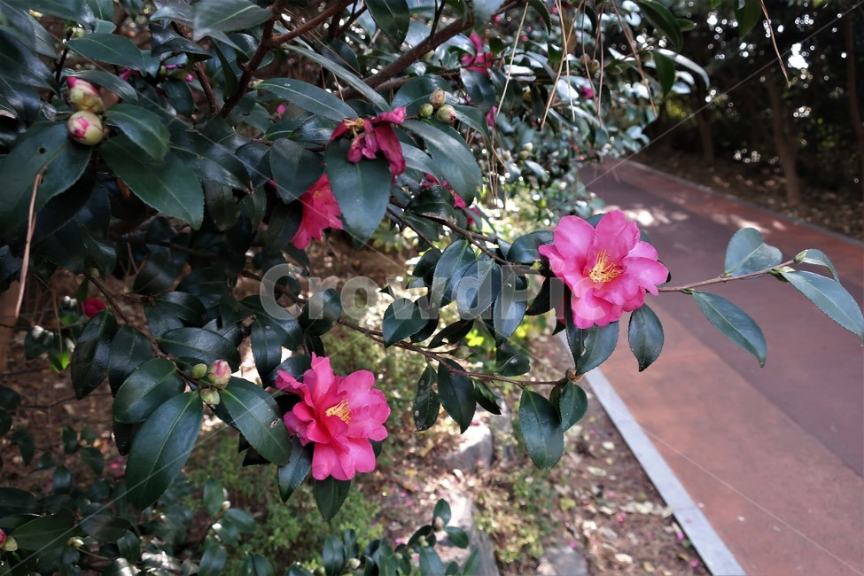 동백섬,동백,동백꽃,동백나무,식물,겨울,꽃송이,빨강,식물,자연,plants,nature,꽃,flower