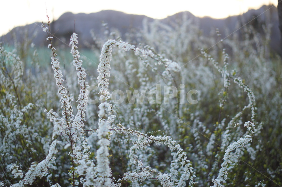 조팝나무,저녁때,흰색,나무,봄,싸리꽃,길가,봄,계절,spring,season,식물,자연,plants,nature,꽃,flower,plant,bush,부시,vegetation,초목
