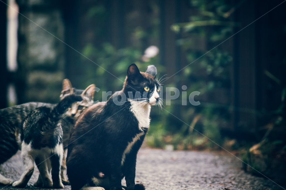 고양이,길냥이,캣,귀여운,예쁜,길고양이,숩,산책,우연히,동물,animal,포유류,mammal,고양이,cat,kitten,kitty,감성,sensible,feeling