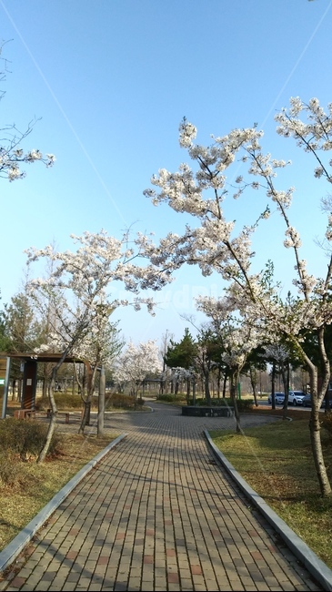 cherryblossoms,spring,길,봄,벚꽃