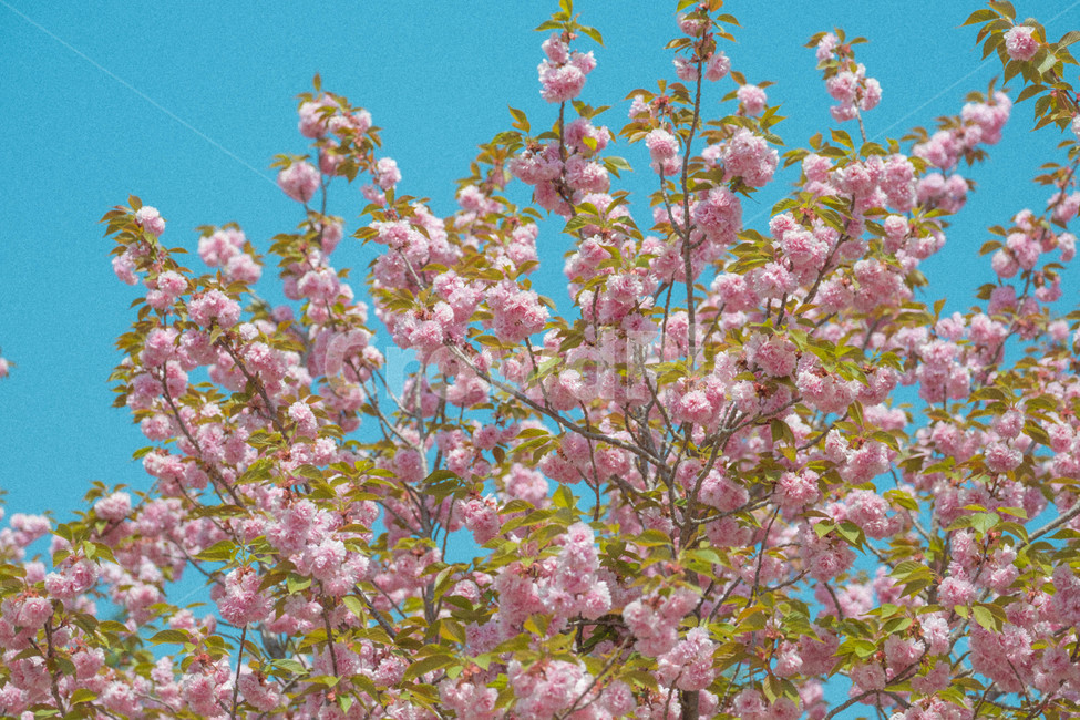 봄,풍경,꽃,겹벚꽃,자연,봄,계절,spring,season,식물,자연,plants,nature,꽃,flower,감성,sensible,feeling,plant,blossom