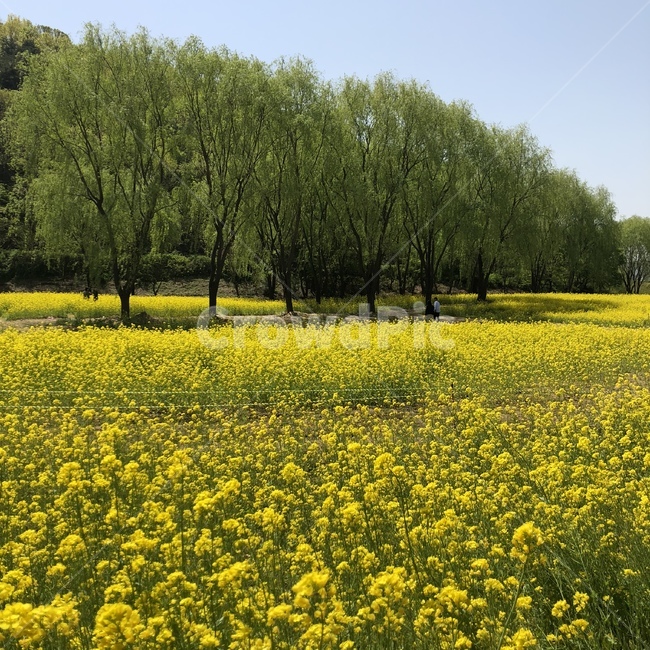자연,풍경,나무,꽃밭,유채꽃,식물,자연,plants,nature,꽃,flower