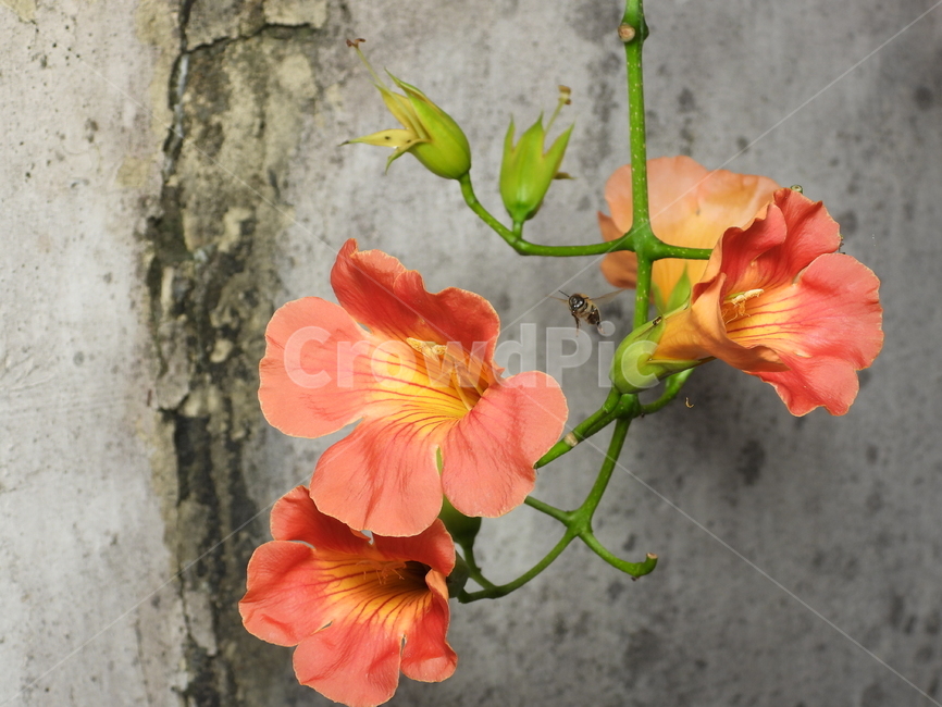 해당화,꽃,녹색,자연,식물,꽃잎,벽,식물,자연,plants,nature,꽃,flower