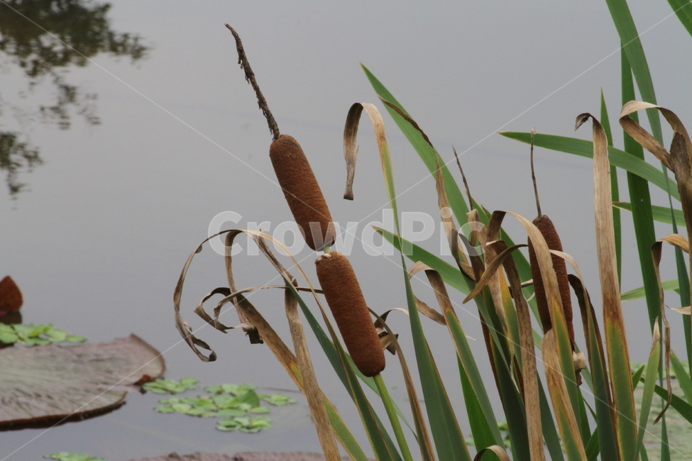 부들,감포,식물,꽃,cumbungi,식물,자연,plants,nature