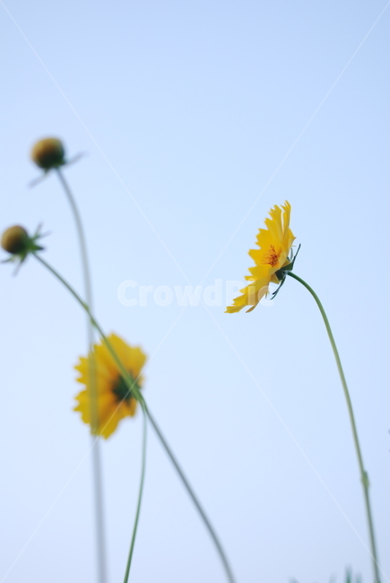꽃,금계국,노랑,감성,접사,식물,자연,plants,nature,꽃,flower