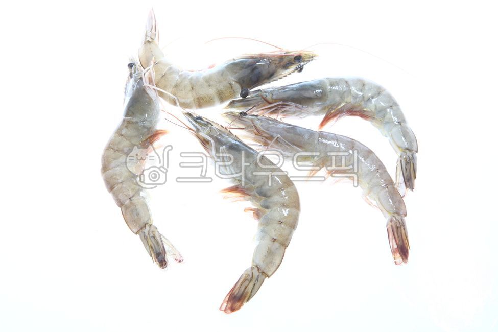 새우,흰다리새우,새우생물,새우재료,수산물,화이트새우,새우요리